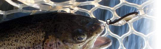 Ｓｕｒｒｅ　Ｓｌｉｄｅ　AREA